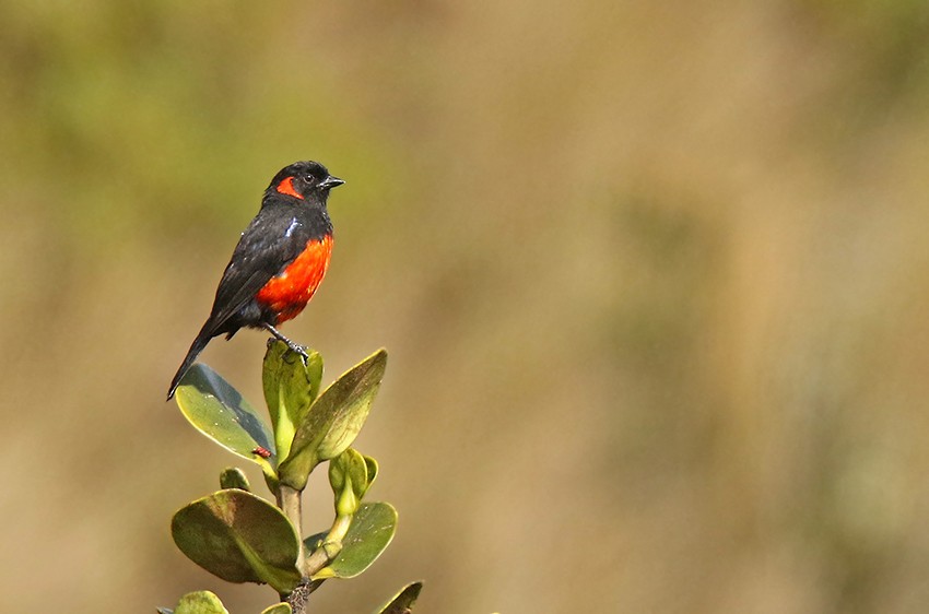 Scarlet-bellied Mountain Tanager - ML104923501