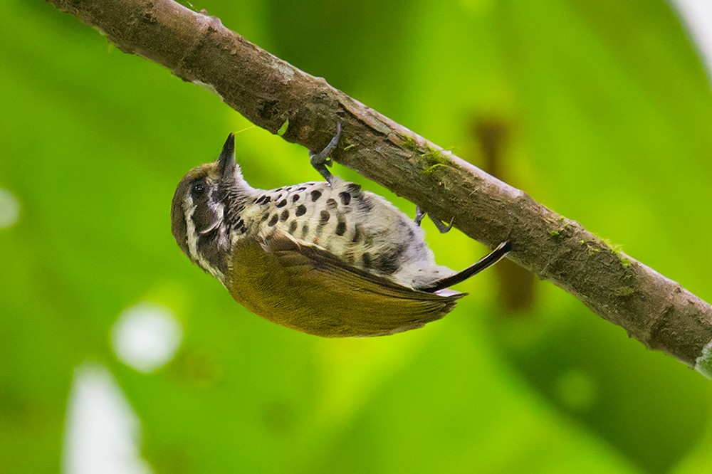 Speckled Piculet - ML104924051