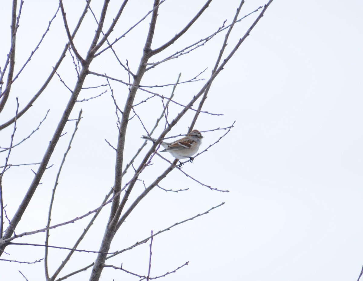 American Tree Sparrow - ML104924141