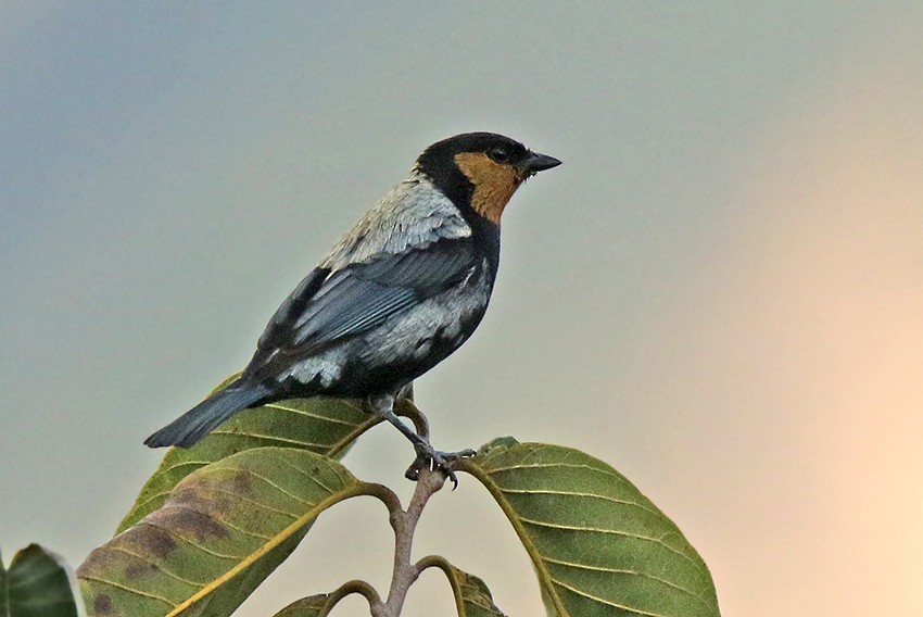 Silvery Tanager - Roger Ahlman