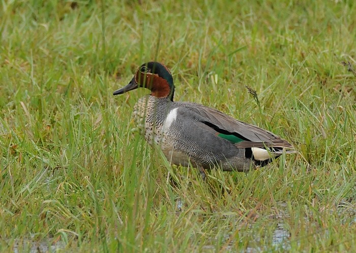 Green-winged Teal - ML104925441