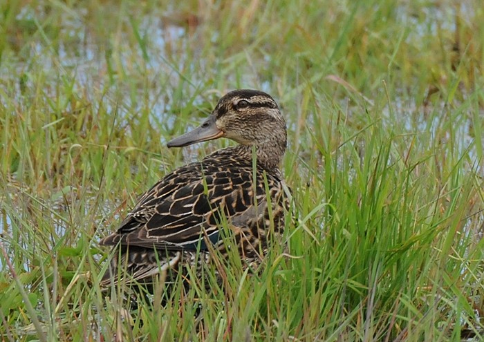 Green-winged Teal - ML104925451