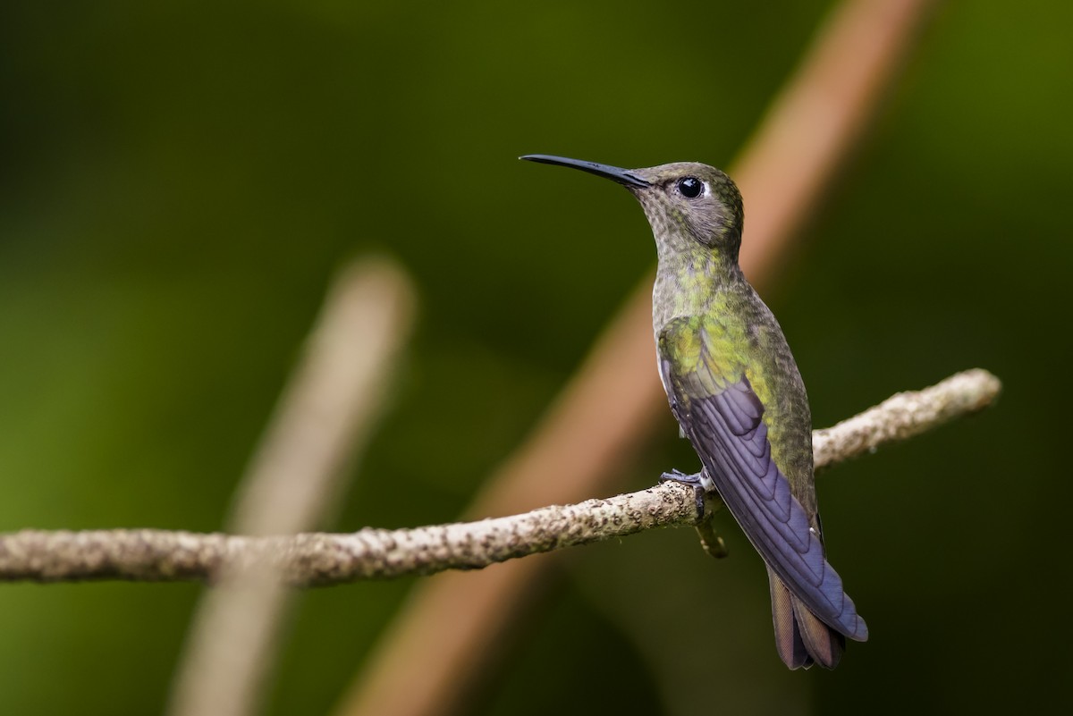 Sombre Hummingbird - ML104927331