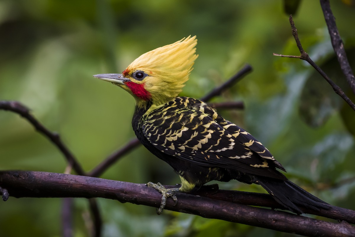 Blond-crested Woodpecker - ML104927551