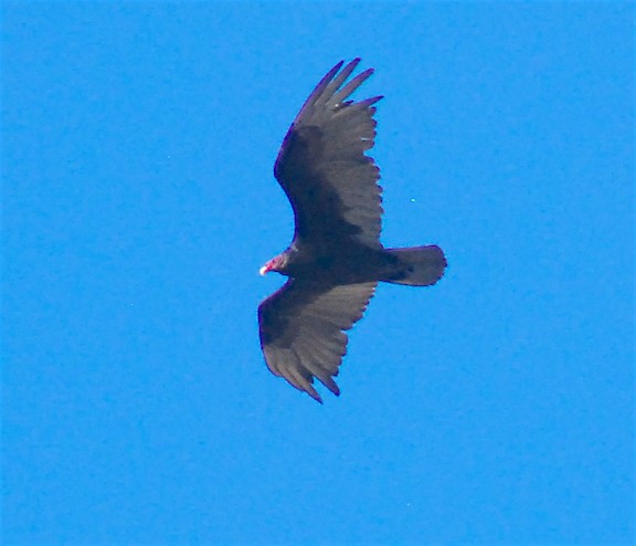 Turkey Vulture - ML104932001