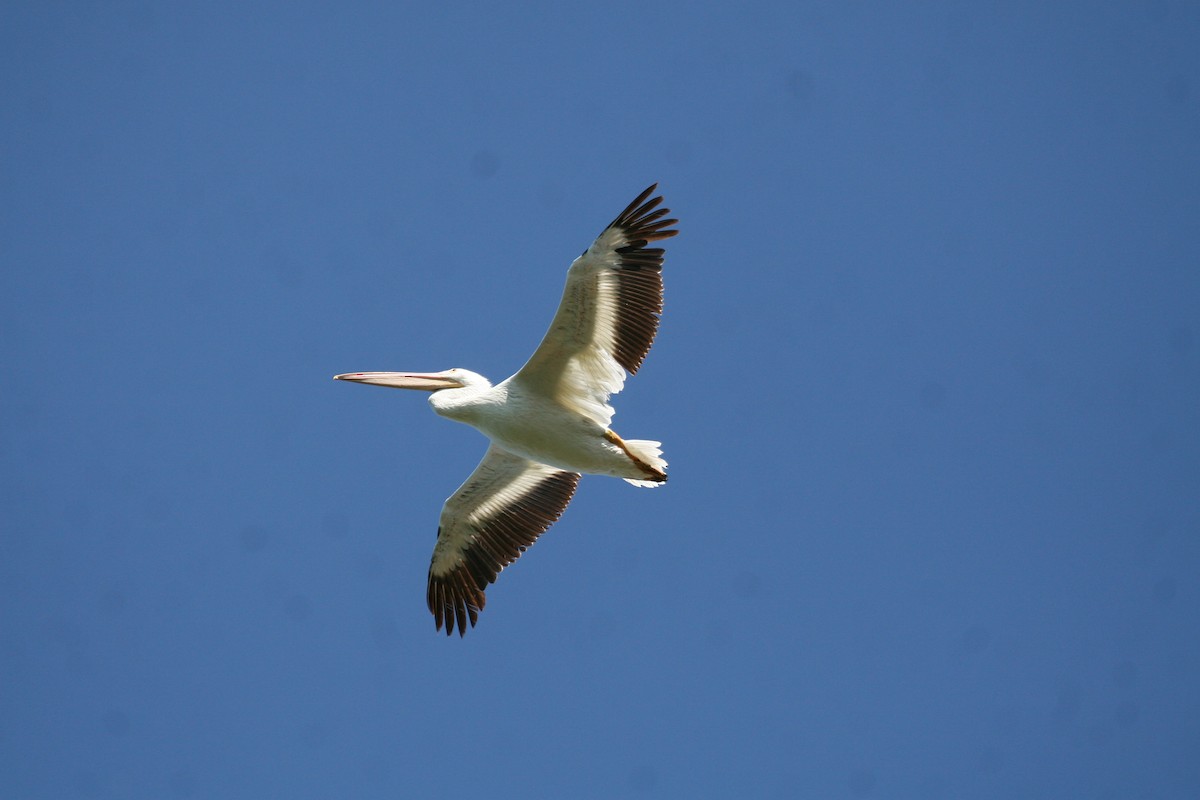 American White Pelican - Steve Calver