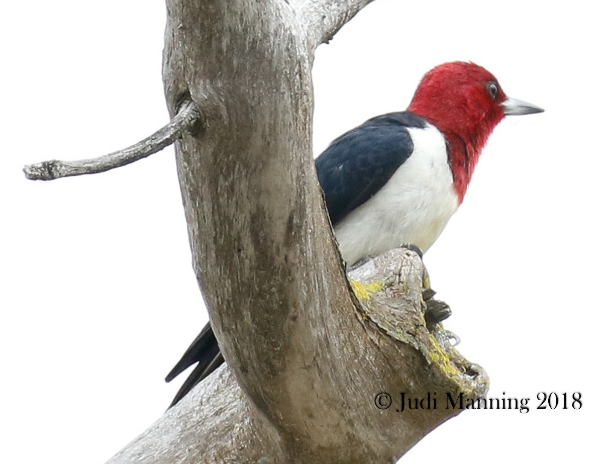 Red-headed Woodpecker - Carl & Judi Manning