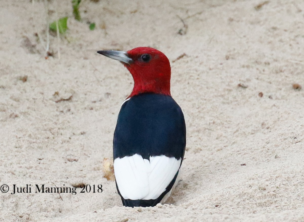 Red-headed Woodpecker - Carl & Judi Manning