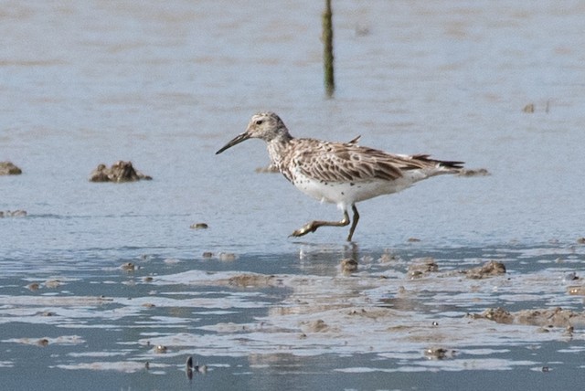 Great Knot