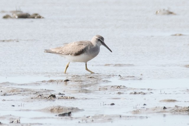 Gray-tailed Tattler