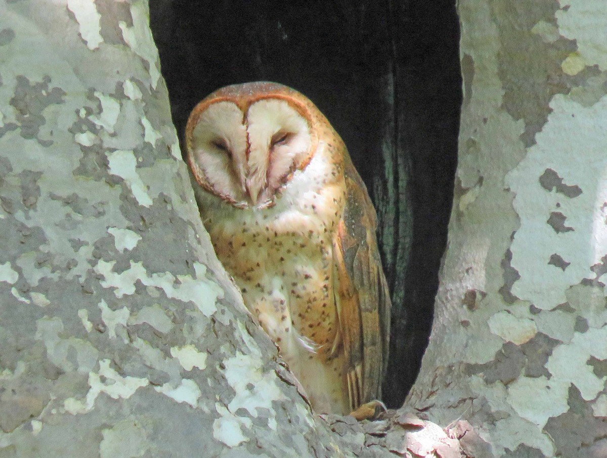 Barn Owl - Sharon Hull