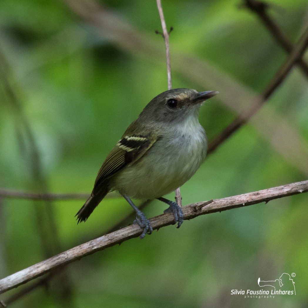Smoky-fronted Tody-Flycatcher - ML104942091