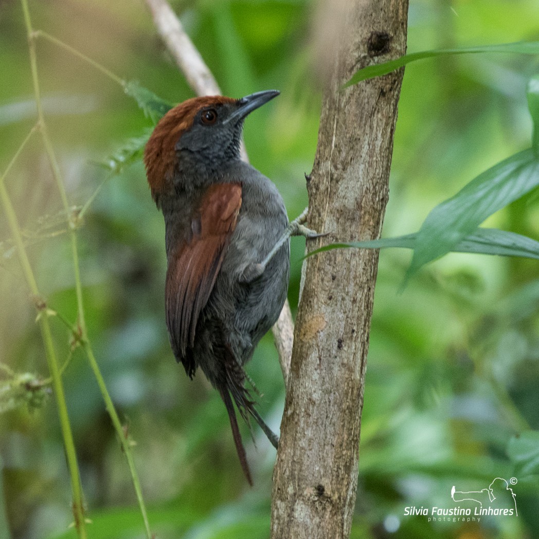 McConnell's Spinetail - Silvia Faustino Linhares