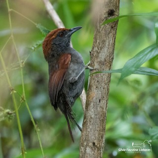 McConnell's Spinetail - Synallaxis macconnelli - Birds of the World