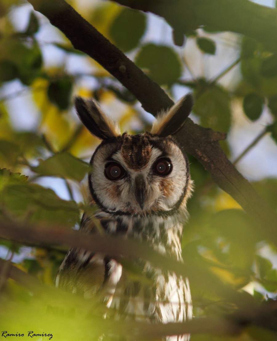 Striped Owl - ML104946311
