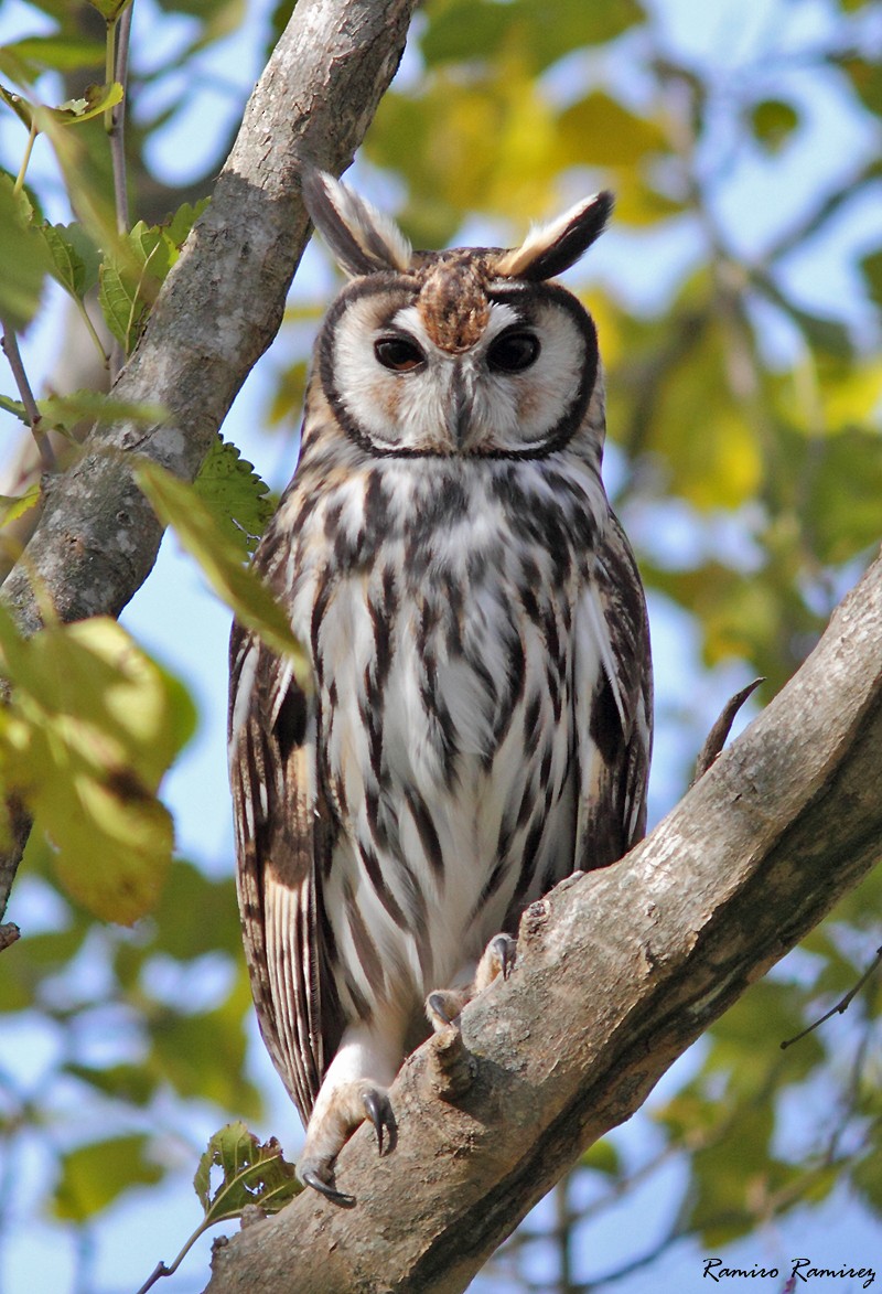 Striped Owl - ML104946321