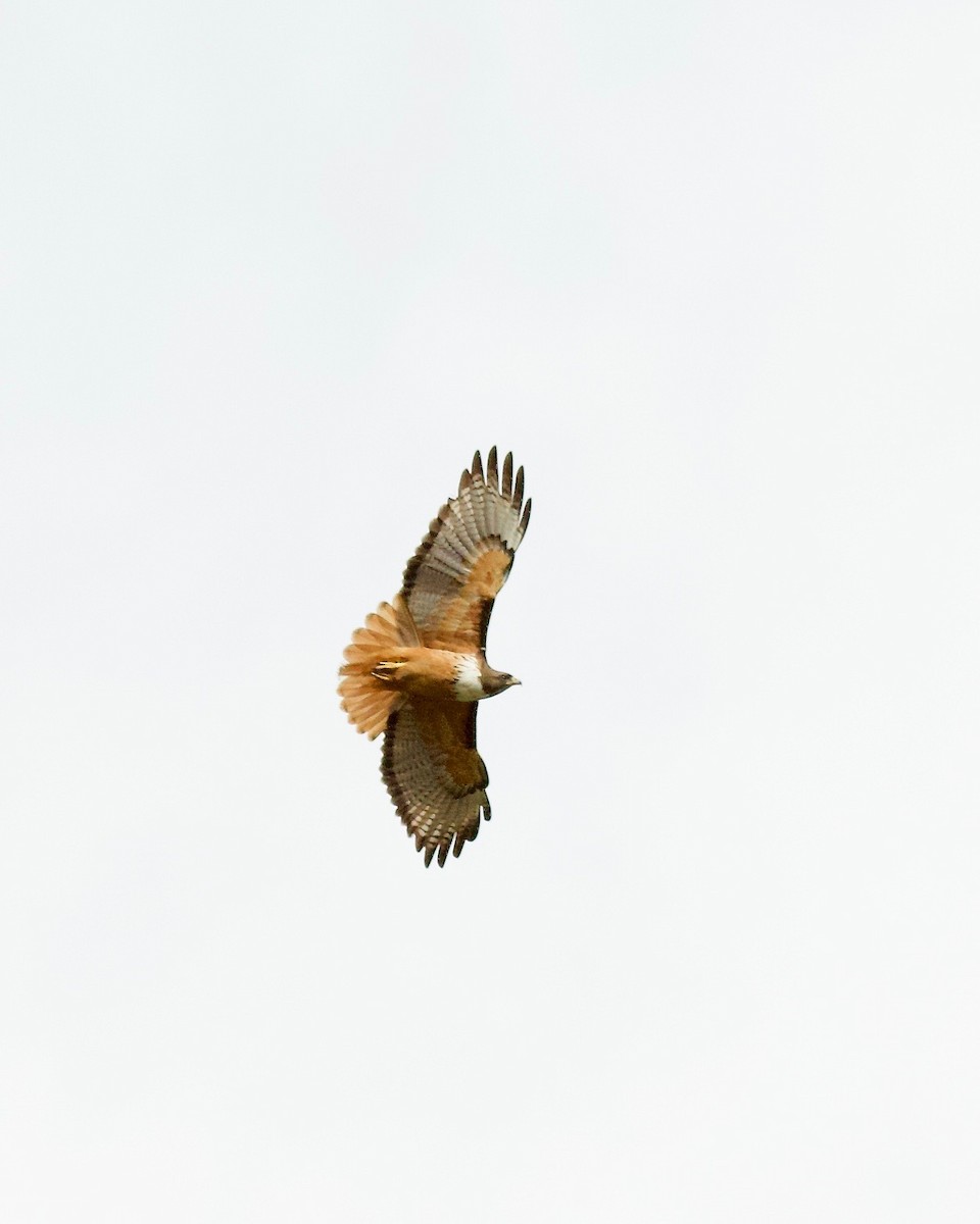 Red-tailed Hawk (costaricensis) - ML104947861