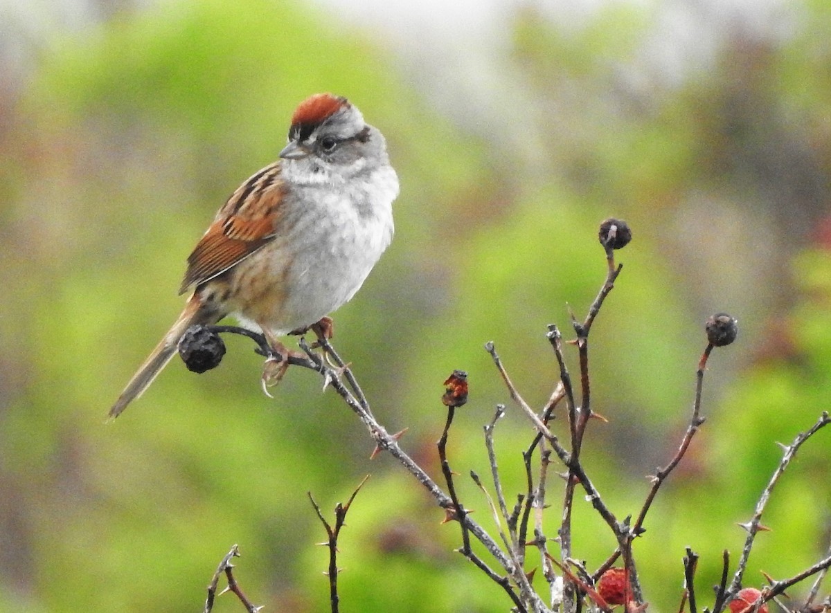 Swamp Sparrow - ellen horak