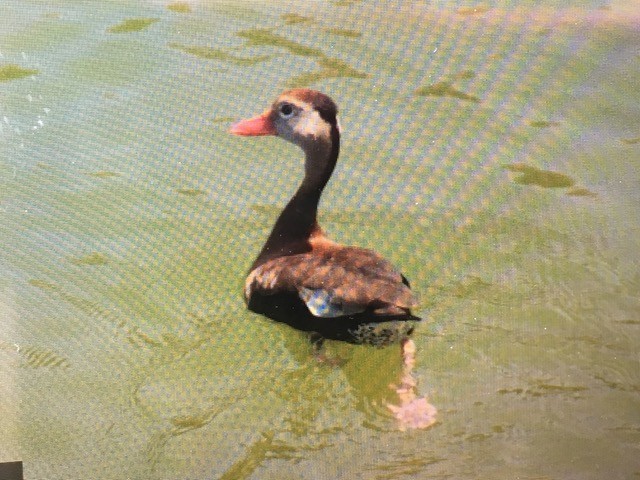 Black-bellied Whistling-Duck - Bermuda Historical Records