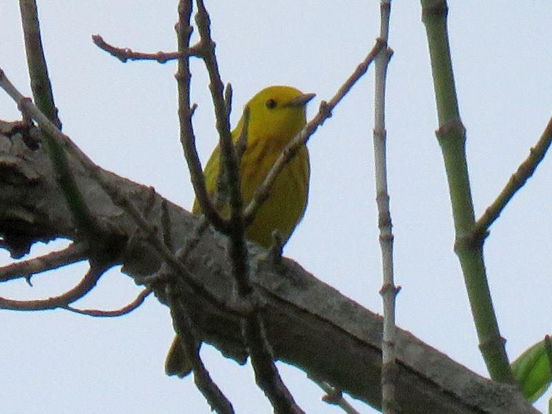 Yellow Warbler - ML104949011
