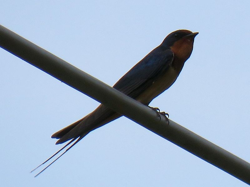 Barn Swallow - Tracy The Birder