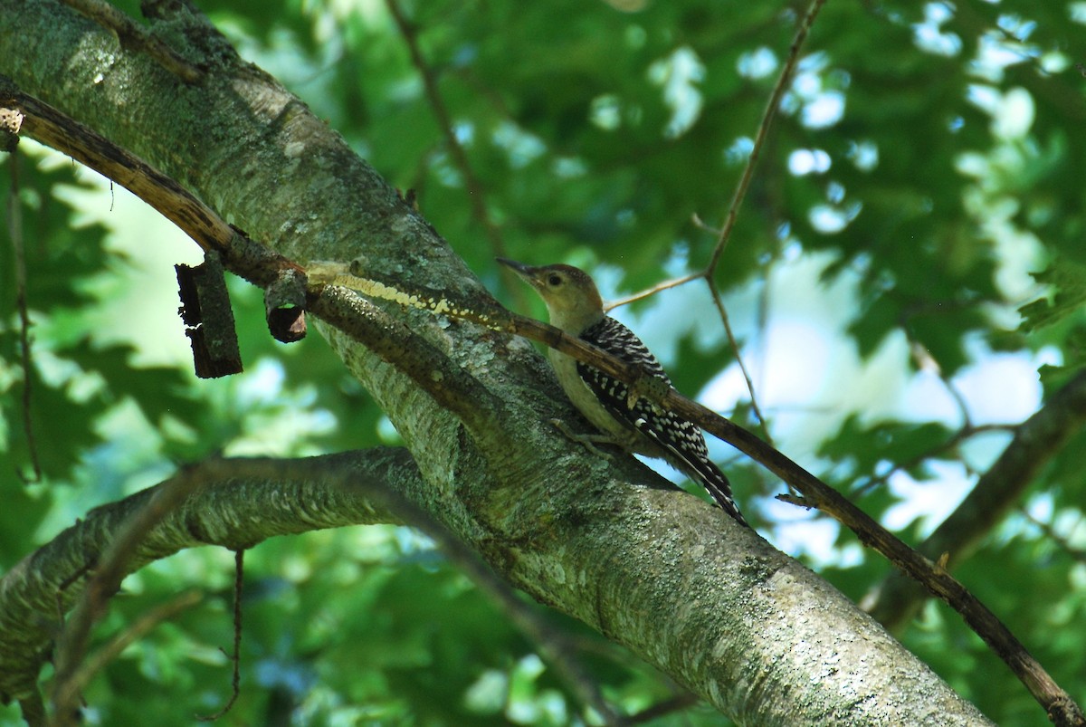 Red-bellied Woodpecker - Cynthia Burkhart