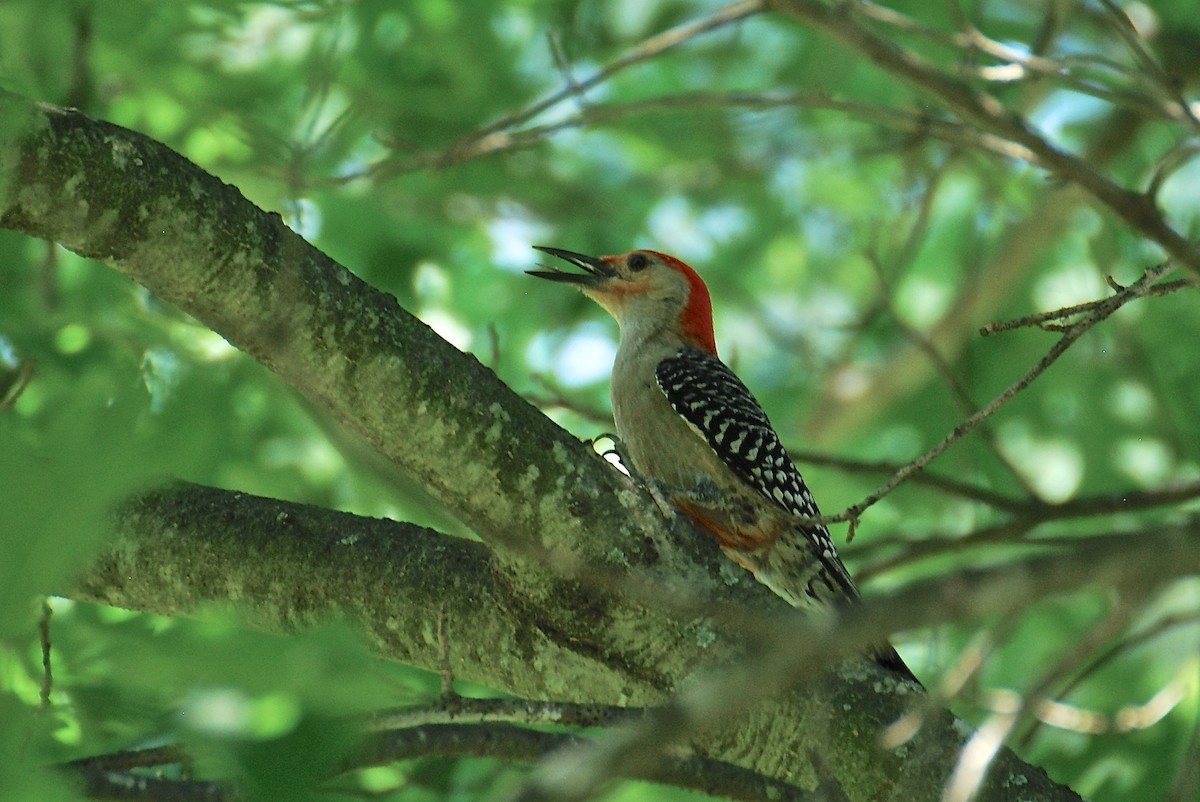 Red-bellied Woodpecker - Cynthia Burkhart