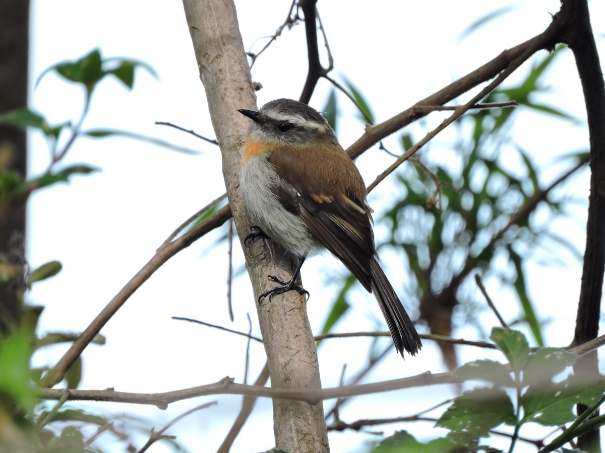 Rufous-breasted Chat-Tyrant - ML104949451