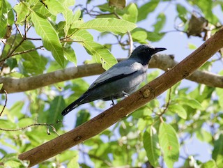  - Pale-shouldered Cicadabird