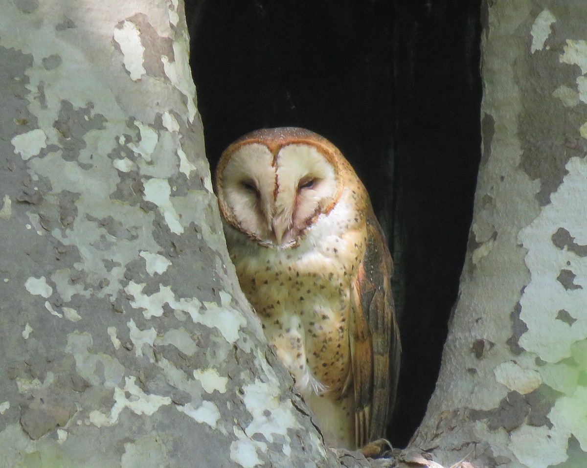 Barn Owl - Lois Goldfrank