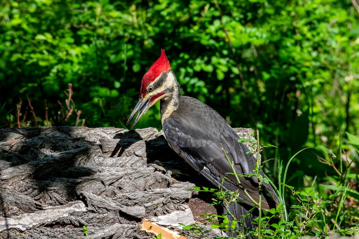 Pileated Woodpecker - Josh Davidson