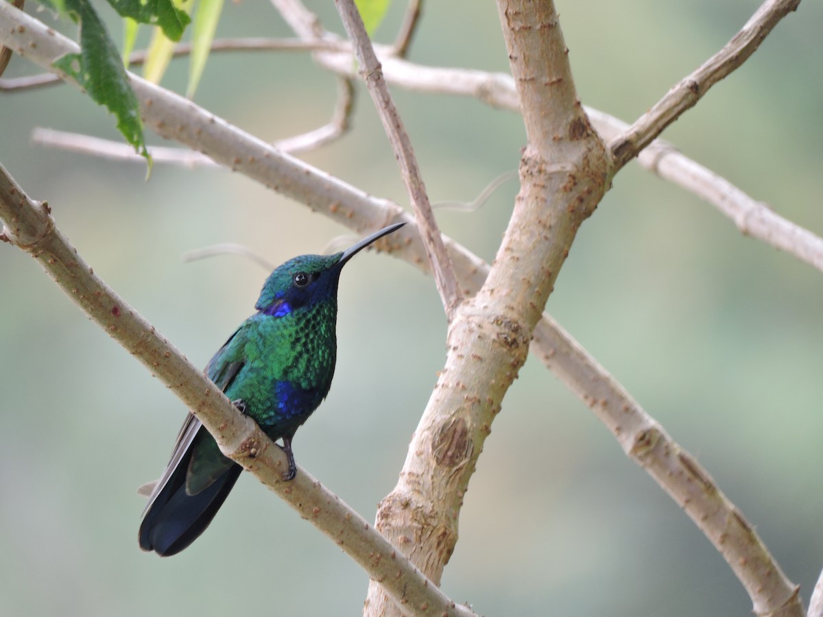 kolibřík modrolící - ML104952511