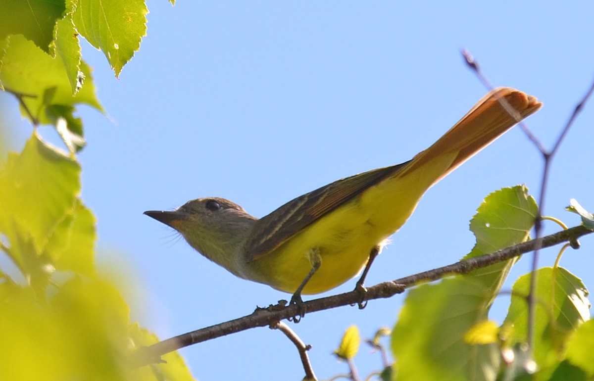 Great Crested Flycatcher - ML104954721