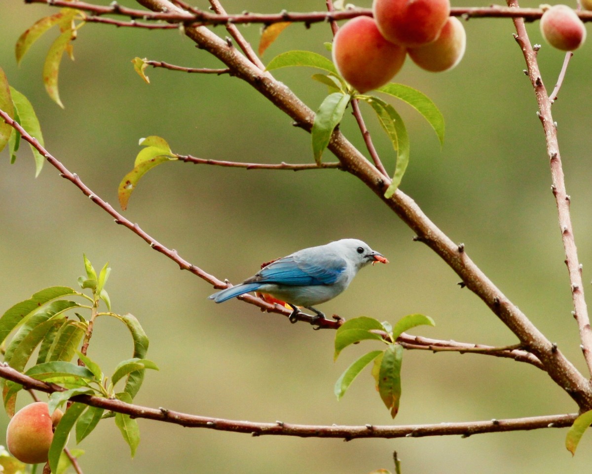 Blue-gray Tanager - ML104954791