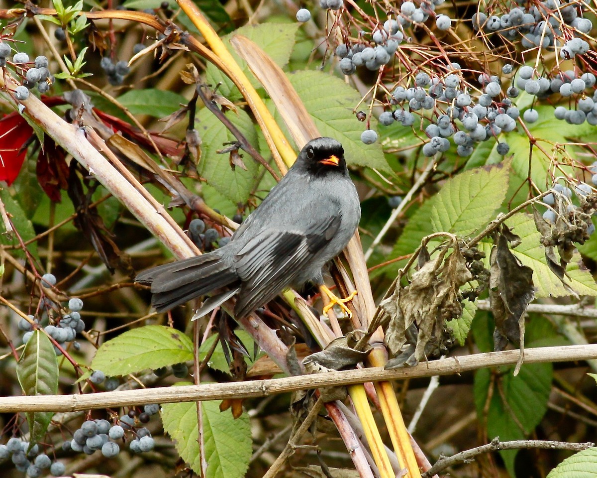 Black-faced Solitaire - ML104956131