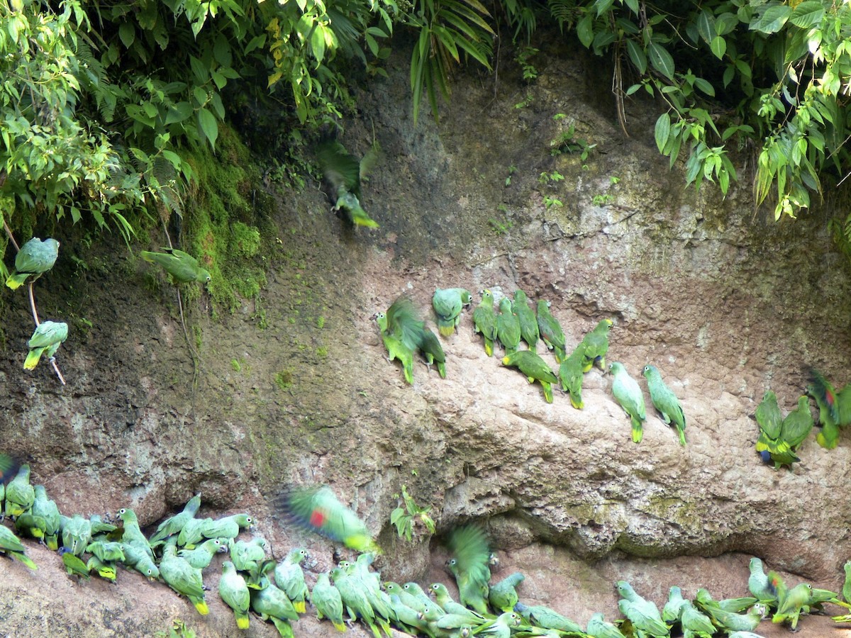 Yellow-crowned Parrot - ML104957851