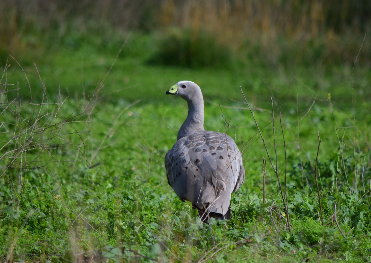 Cape Barren Goose - Gregory Bryan