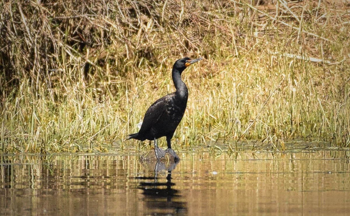 Double-crested Cormorant - Roger Beardmore