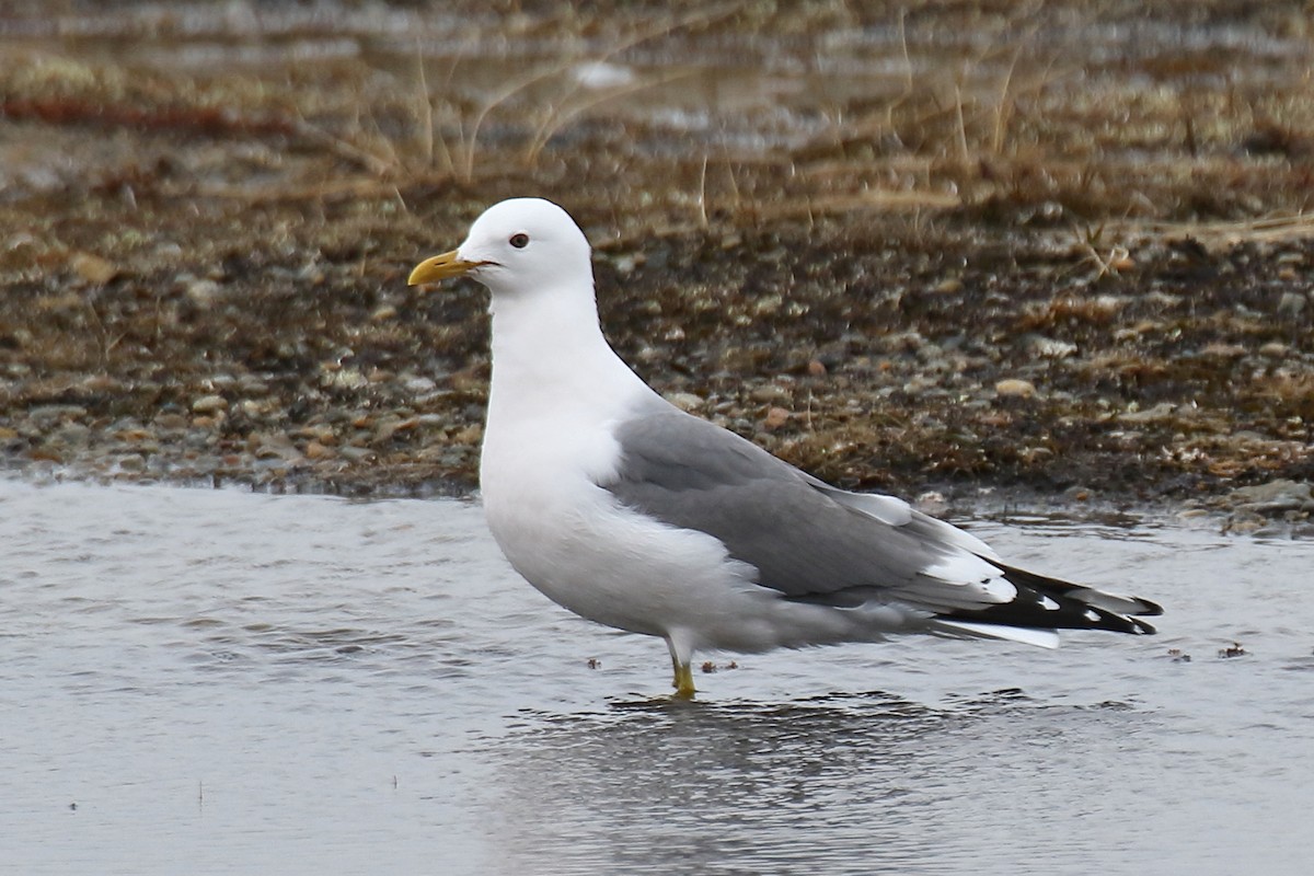 Common Gull (Kamchatka) - Joe Wing