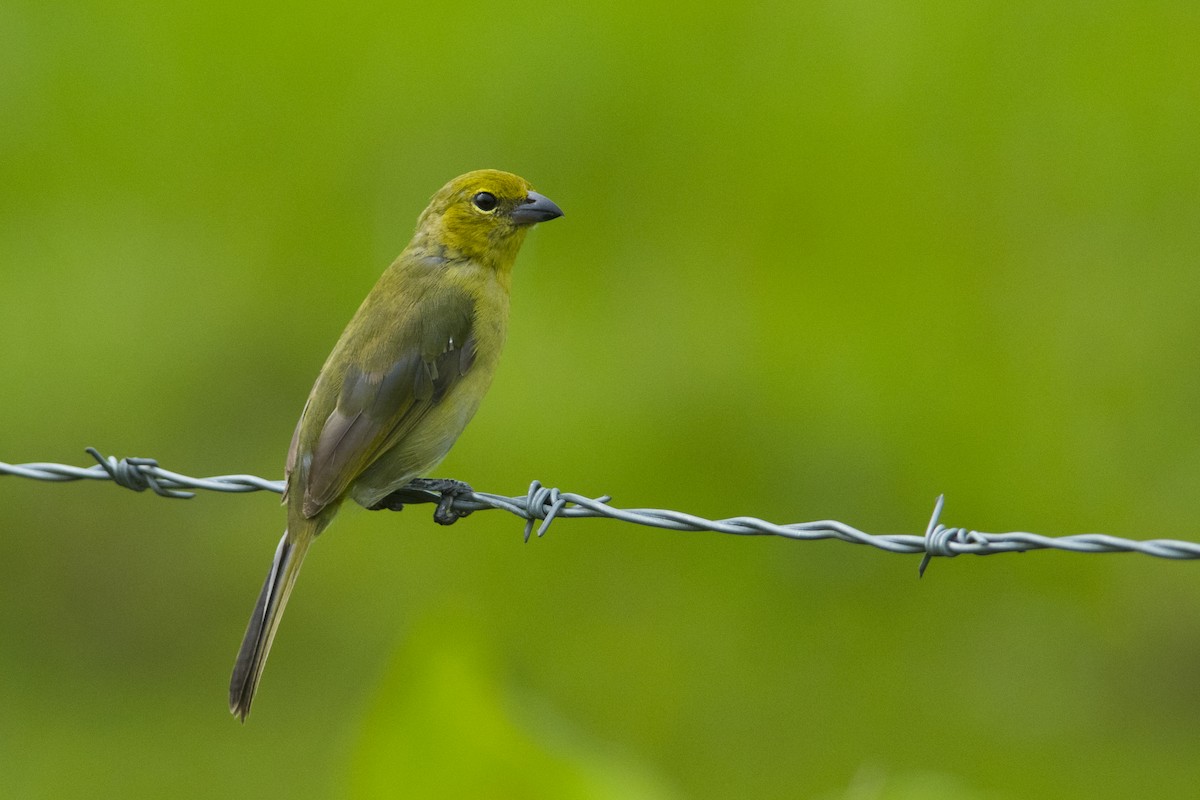 Black-faced Tanager - ML104968041