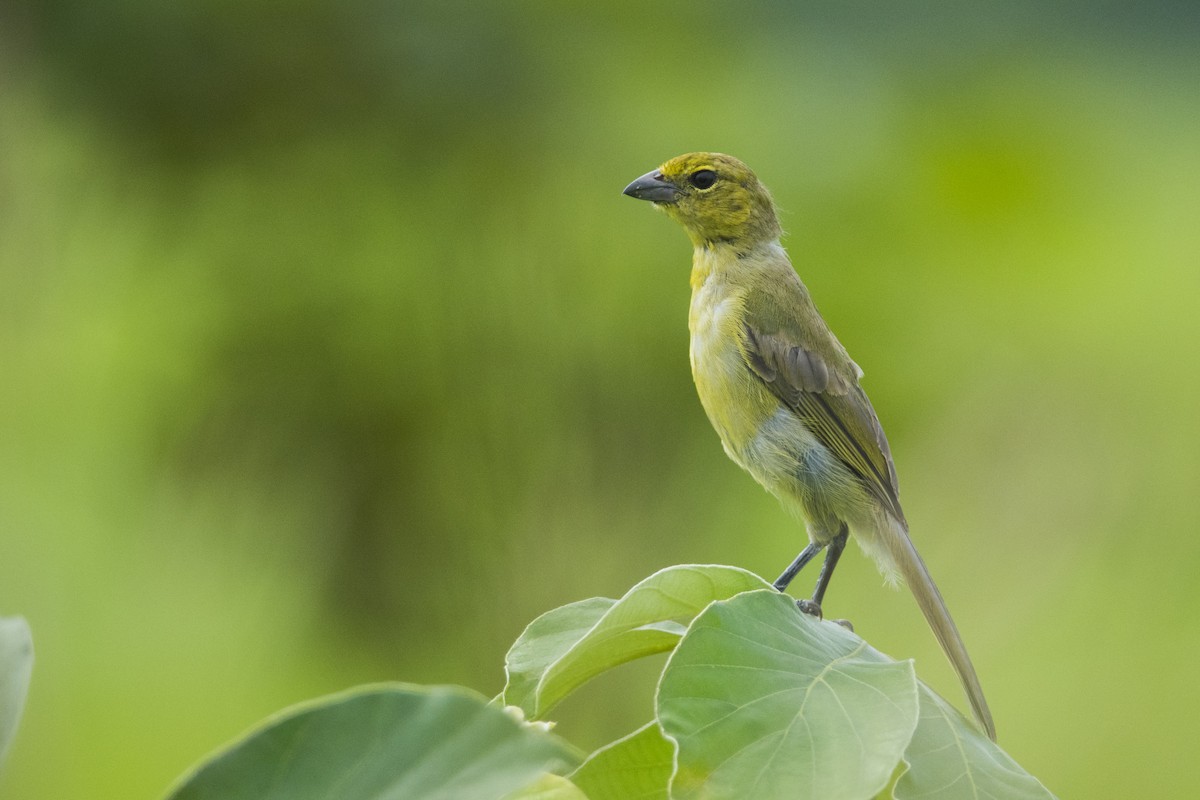 Black-faced Tanager - ML104968101