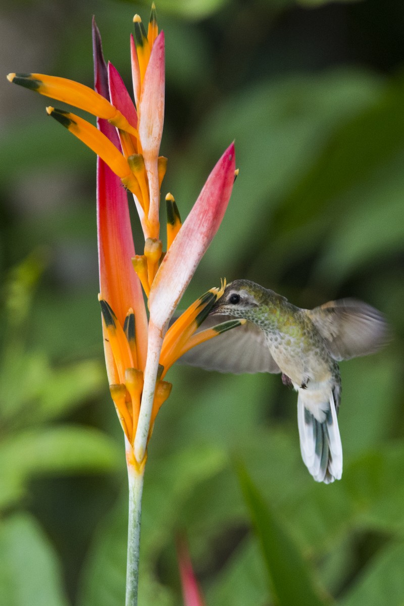 kolibřík rudozobý - ML104968141