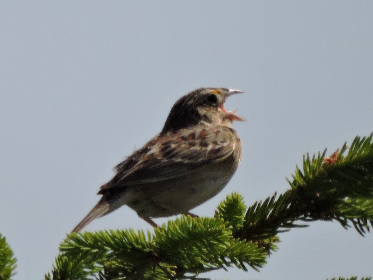 Grasshopper Sparrow - ML104970941