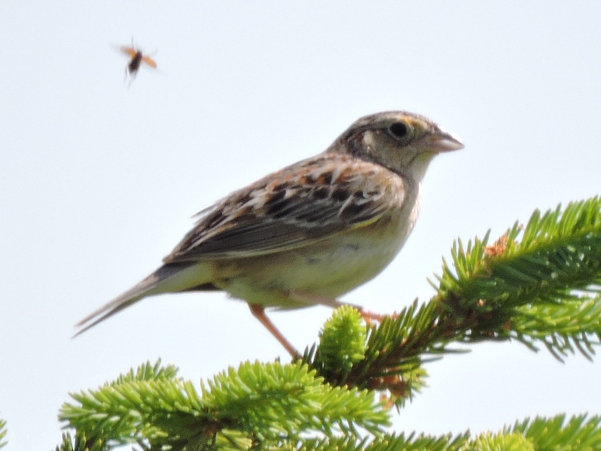 Grasshopper Sparrow - ML104970951