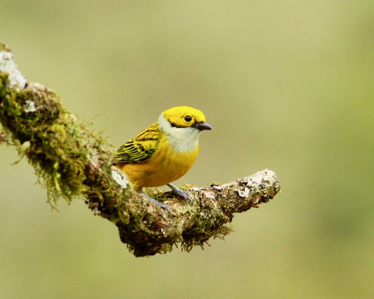 Silver-throated Tanager - ML104971631
