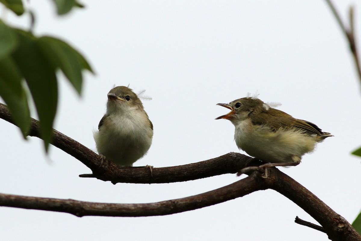 Green-backed Gerygone - Meng-Chieh (孟婕) FENG (馮)