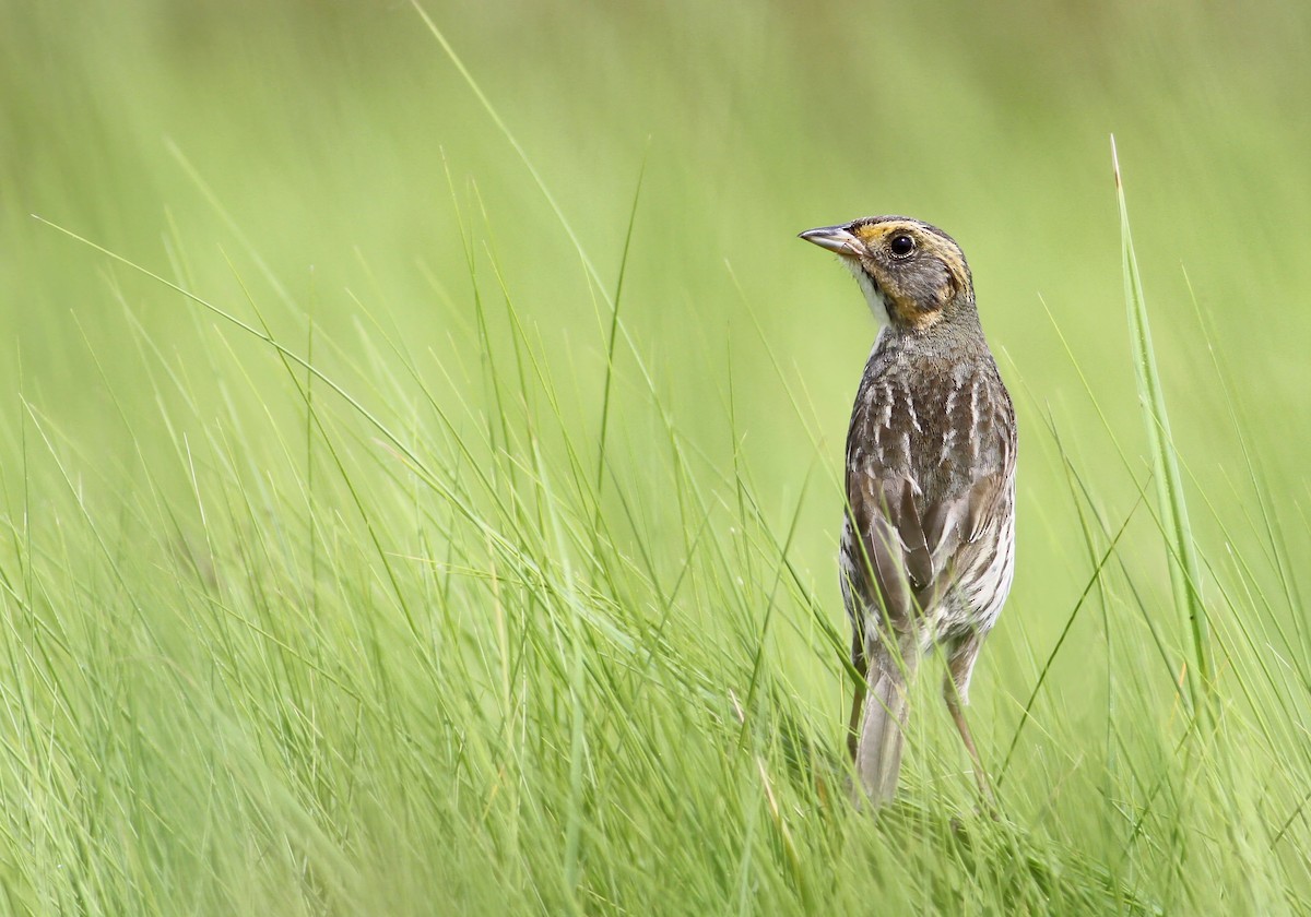 Saltmarsh Sparrow - Andy Eckerson
