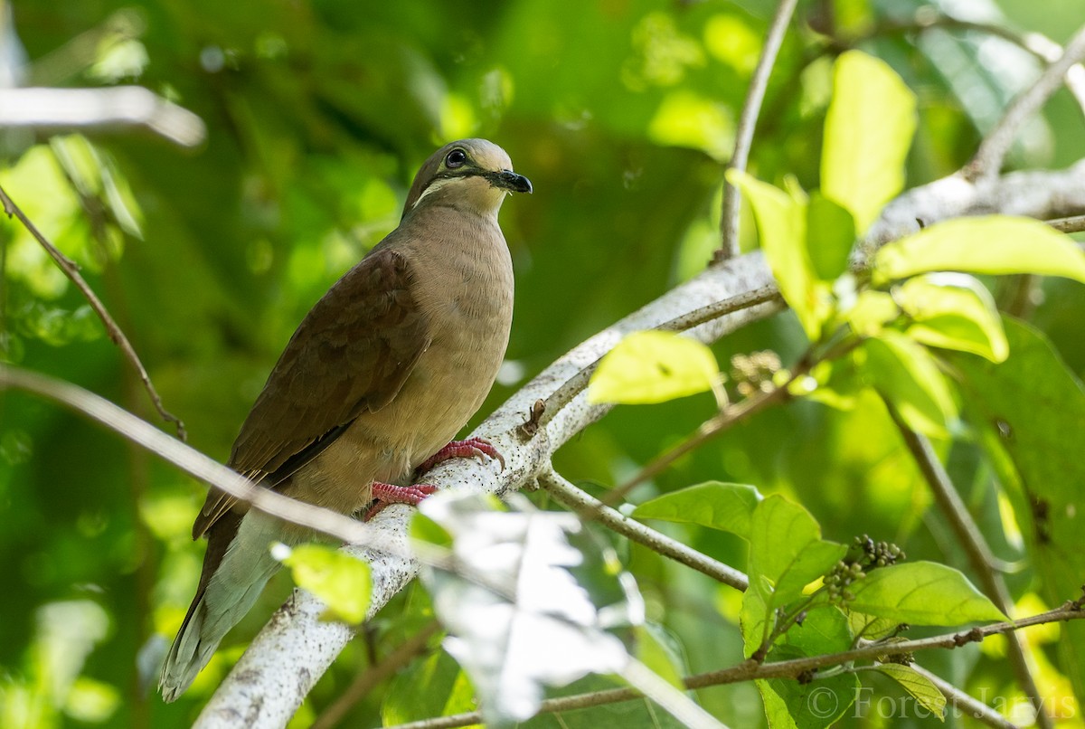 White-eared Brown-Dove - Forest Botial-Jarvis
