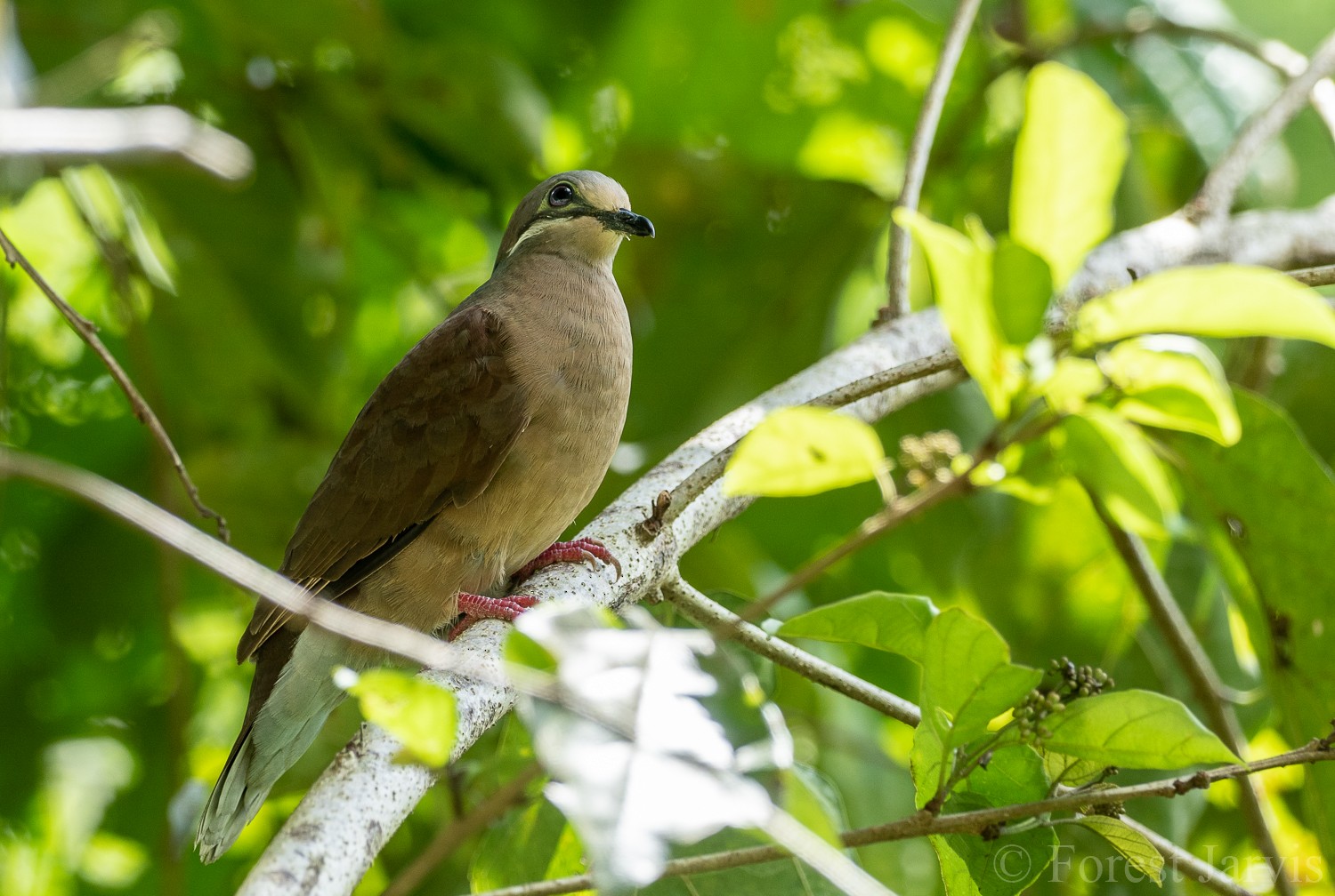 White-eared Brown-Dove - eBird