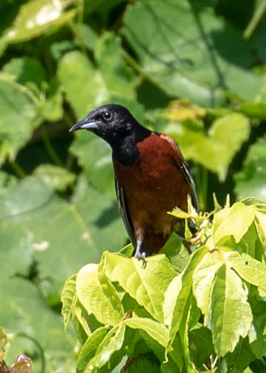 Orchard Oriole - ML104973151